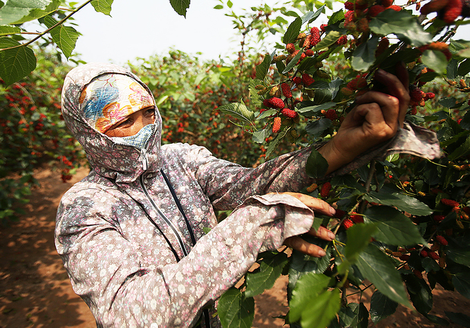 Nông dân Hà Nội vào mùa thu hoạch dâu chín
